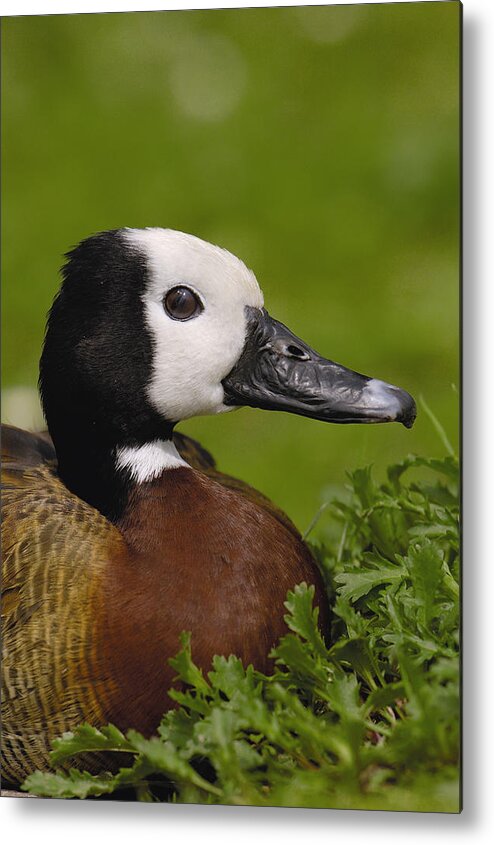 00217082 Metal Print featuring the photograph White-faced Whistling-duck by Pete Oxford