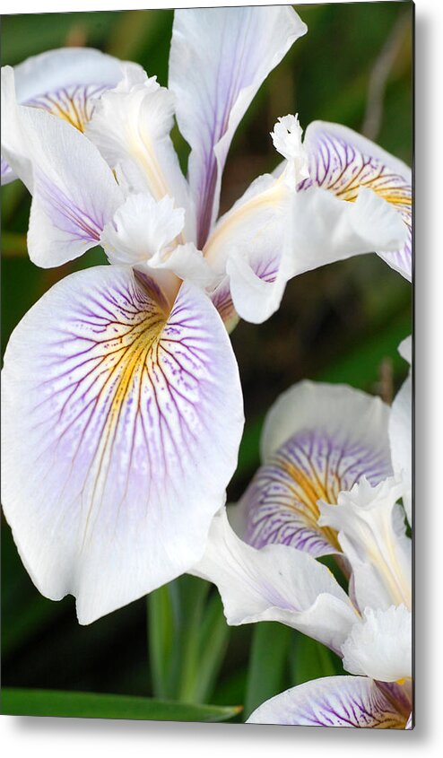 Flower Metal Print featuring the photograph White Iris 1 by Amy Fose