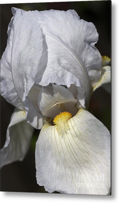 Iridaceae Metal Print featuring the photograph White Iris by Joy Watson