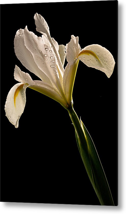 Japanese Metal Print featuring the photograph White Iris by Mary Jo Allen