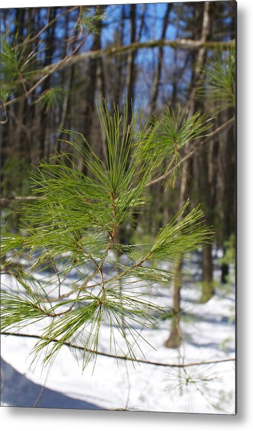 White Pine Metal Print featuring the photograph White Pine 2 by Allan Morrison