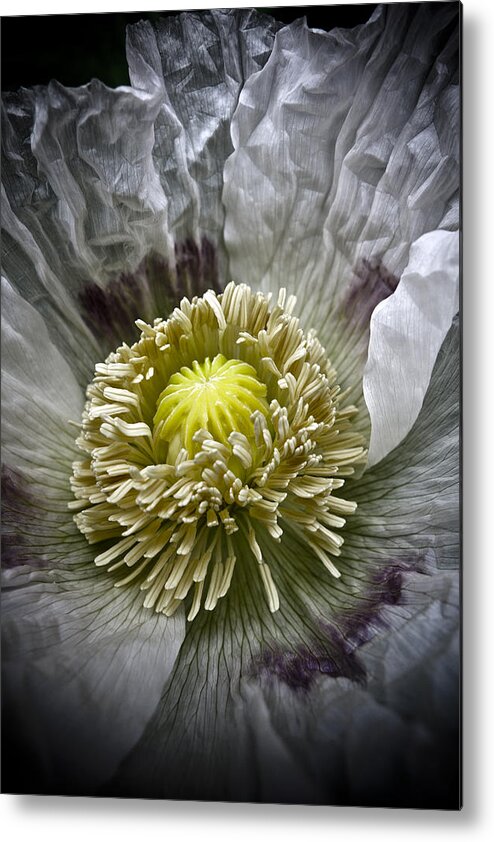 Poppy Metal Print featuring the photograph White Poppy by Frank Tschakert