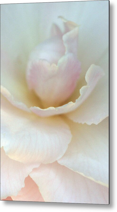 Rose Metal Print featuring the photograph White Rose by Beth Taylor