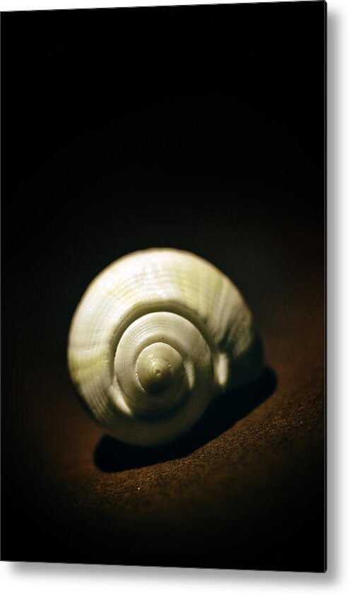 White Metal Print featuring the photograph White shell by Jaroslaw Blaminsky