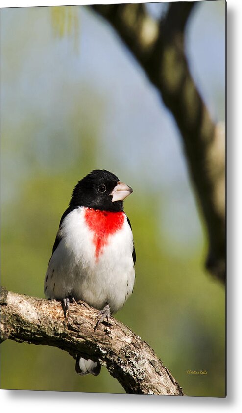 Bird Metal Print featuring the photograph Male Rose Breasted Grosbeak by Christina Rollo