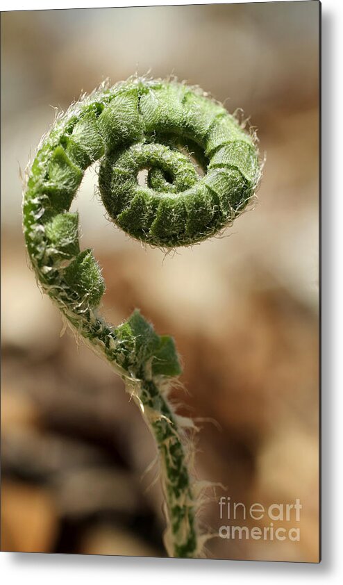 Fern Metal Print featuring the photograph Wild Fern Plant Unfurling Macro by Adam Long