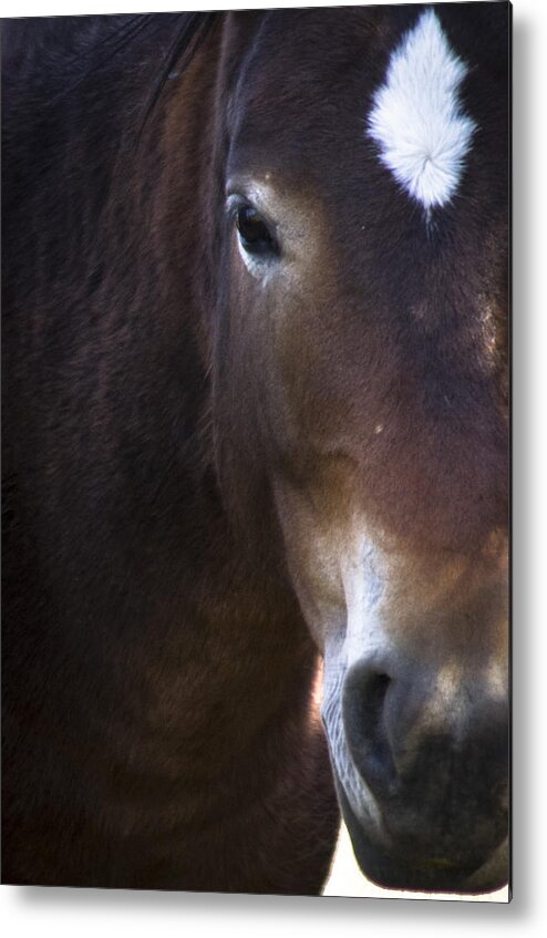 Andalusia Metal Print featuring the photograph Wild Mustangs of New Mexico 42 by Catherine Sobredo