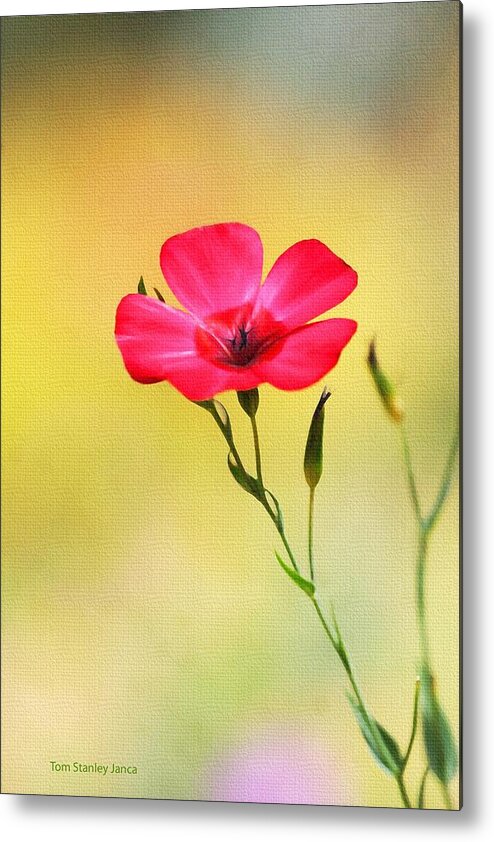 Wild Red Flower Metal Print featuring the photograph Wild Red Flower by Tom Janca
