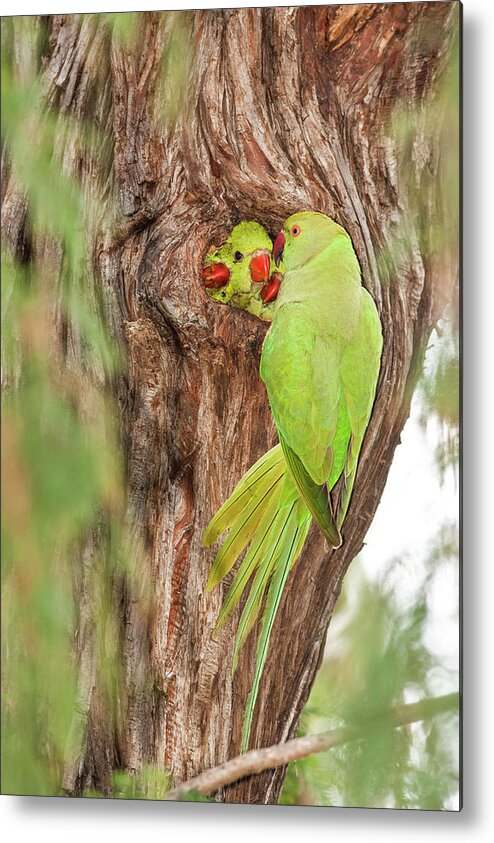 Security Metal Print featuring the photograph Wild Rose-ringed Parakeet Psittacula by Photostock-israel