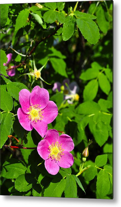 Rose Metal Print featuring the photograph Wild Roses by Cathy Mahnke