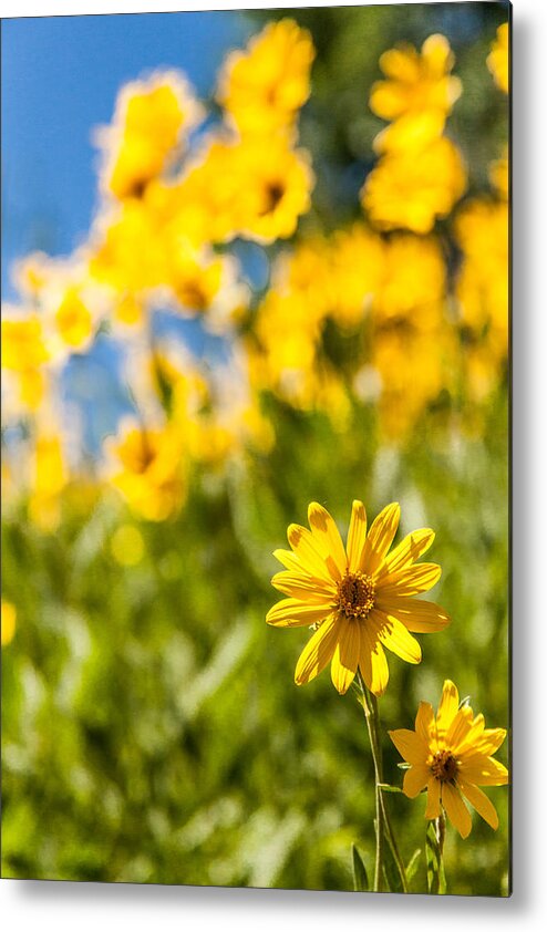 Flowers Metal Print featuring the photograph Wildflowers Standing Out Abstract by Chad Dutson