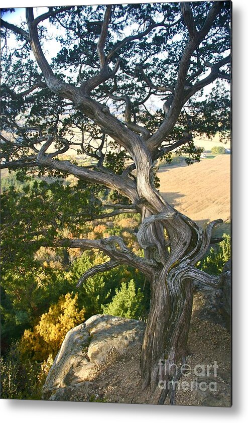 Joanmcarthur Metal Print featuring the photograph Wind Twisted Tree by Joan McArthur