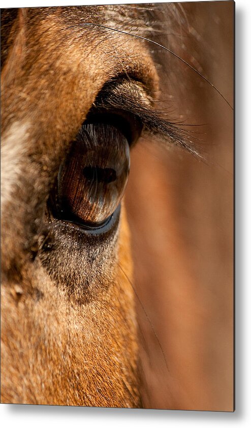 Clydesdale Metal Print featuring the photograph Window to the Soul by Kristia Adams