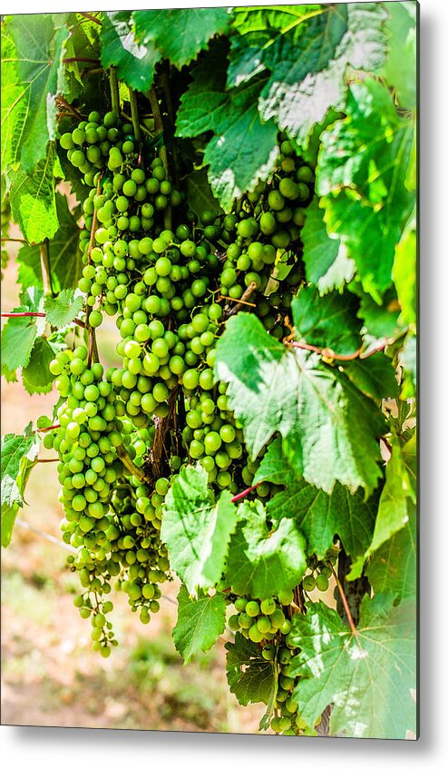 Wine Metal Print featuring the photograph Wine Grapes by David Morefield
