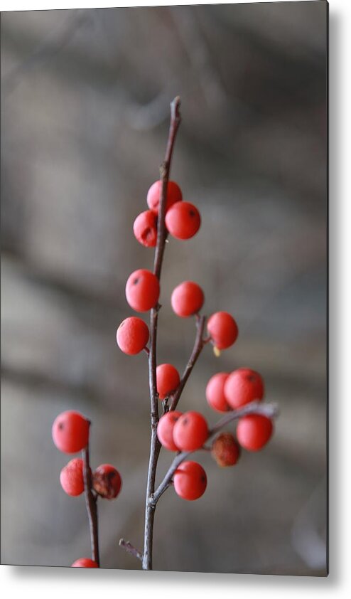 Berries Metal Print featuring the photograph Winter Berries by Vadim Levin