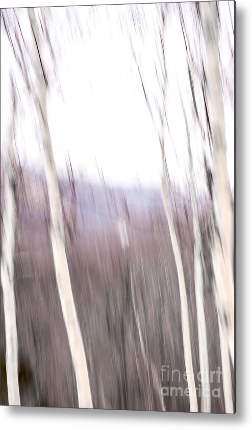 Winter Metal Print featuring the digital art Winter Birches Tryptich 3 by Susan Cole Kelly Impressions