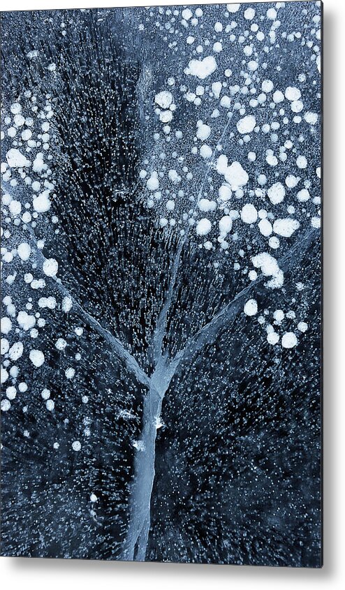 Winter Metal Print featuring the photograph Winter Blossom by Mei Xu