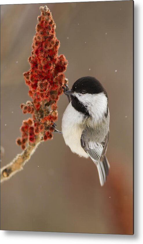 Black-capped Metal Print featuring the photograph Winter Chickadee by Mircea Costina Photography