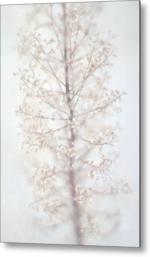 Wild Flower Metal Print featuring the photograph Winter Flower by Suzanne Powers