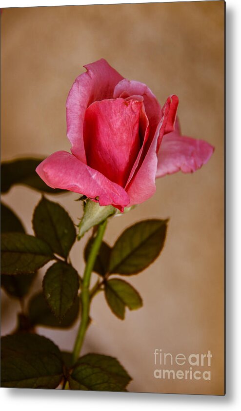 Perennial Metal Print featuring the photograph Winter Rose Bud by Robert Bales