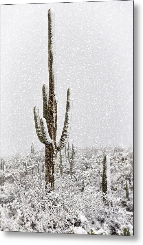 Arizona Metal Print featuring the photograph Winter Sonoran Style by Saija Lehtonen