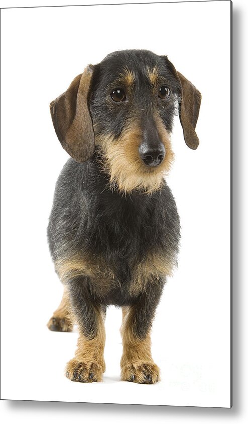 Wire-haired Dachshund Metal Print featuring the photograph Wire-haired Dachshund by Jean-Michel Labat