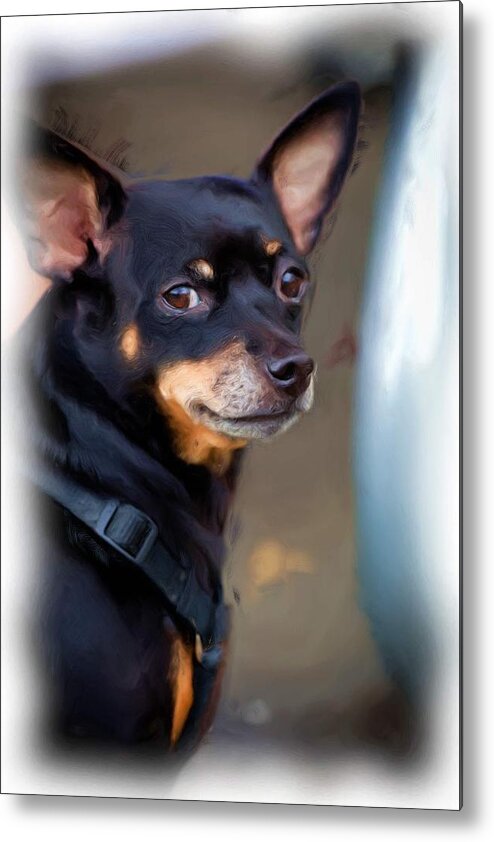 Chihuahua Metal Print featuring the photograph Wisdom in a Tiny Package by Monroe Payne