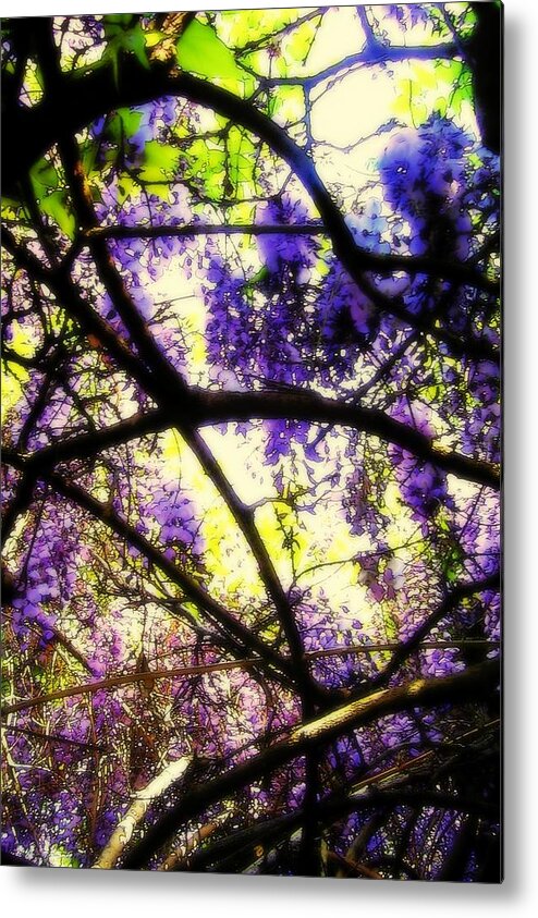 Stained Glass Like Metal Print featuring the photograph Wisteria Branches by Jodie Marie Anne Richardson Traugott     aka jm-ART