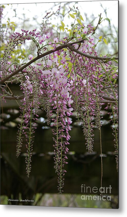 Wisteria Metal Print featuring the photograph Wisteria fall by Tannis Baldwin