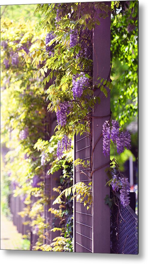 Wisteria Metal Print featuring the photograph Wisteria Garden 10 by Jenny Rainbow