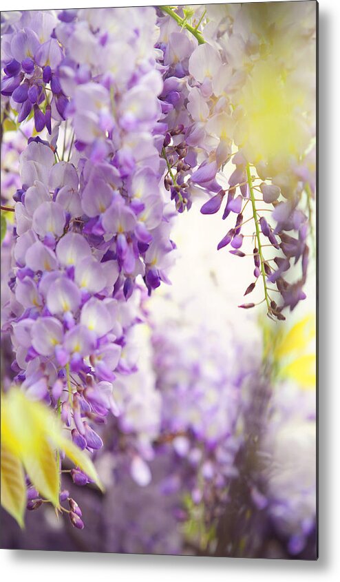 Jenny Rainbow Fine Art Photography Metal Print featuring the photograph Wisteria Garden 4 by Jenny Rainbow