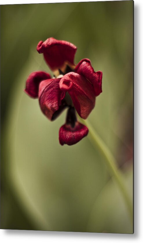 3scape Photos Metal Print featuring the photograph Withered Tulip by Adam Romanowicz