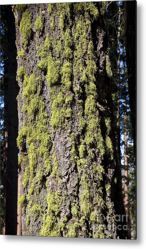 Tree Metal Print featuring the photograph Wolf Lichen by Gregory G. Dimijian, M.D.