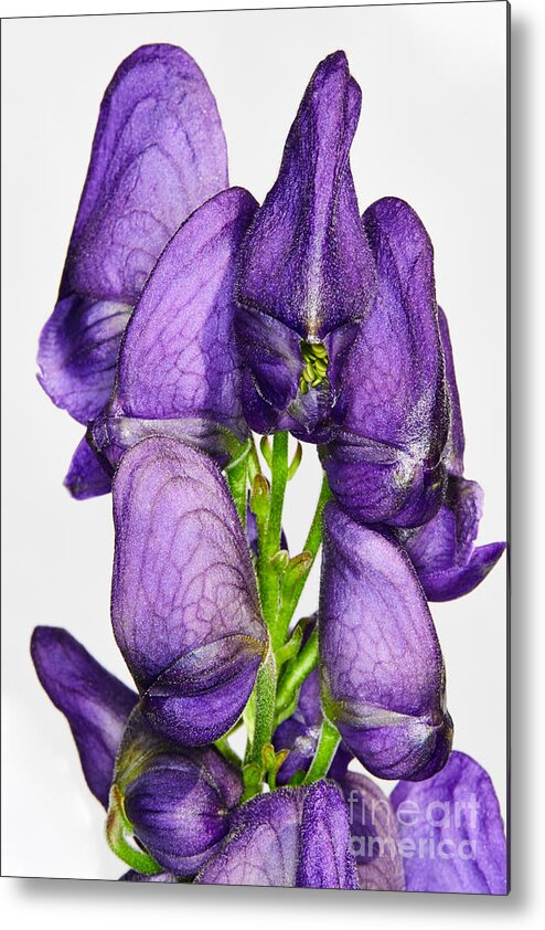 Flower Metal Print featuring the photograph Wolf's bane flower buds by Nick Biemans