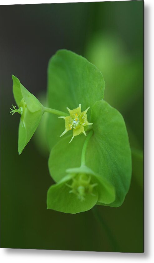Wood Spurge Metal Print featuring the photograph Wood Spurge by Daniel Reed