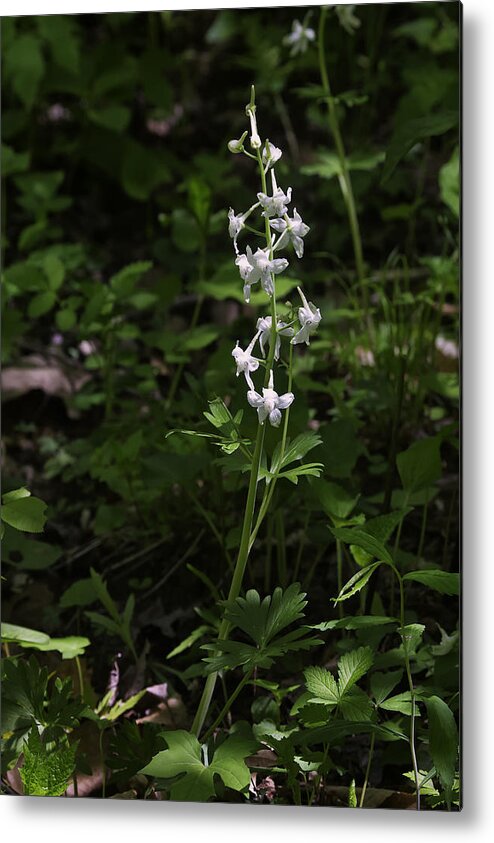 Larkspur Metal Print featuring the photograph Woodland Larkspur by Michael Dougherty