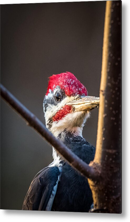 Pileated Metal Print featuring the photograph Woody Woodpecker by Paul Freidlund