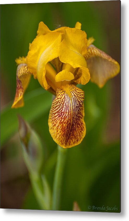 Bearded Iris Metal Print featuring the photograph Yellow Bearded Iris by Brenda Jacobs