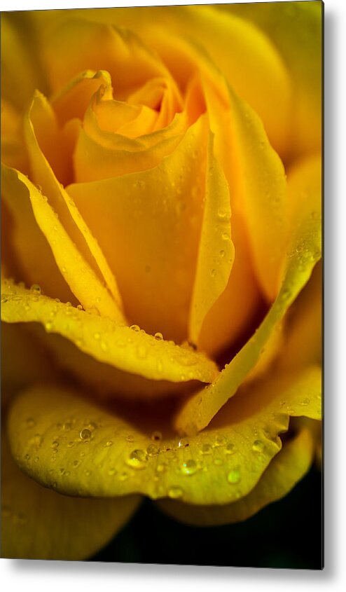 Rose Metal Print featuring the photograph Yellow Garden Queen. Yellow Rose by Jenny Rainbow