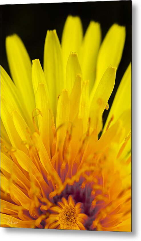 Flower Metal Print featuring the photograph Yellow by Raffaella Lunelli