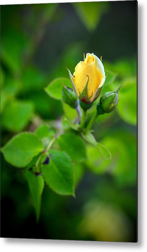 Bumble Bee Metal Print featuring the photograph Yellow Rosebud by Sennie Pierson