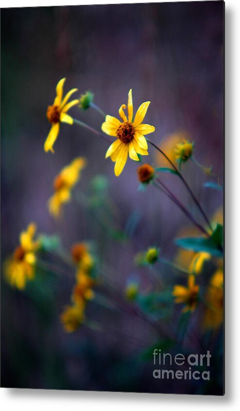 Abstract Metal Print featuring the photograph Yellow Sunflowers in Summer Evening by Lane Erickson