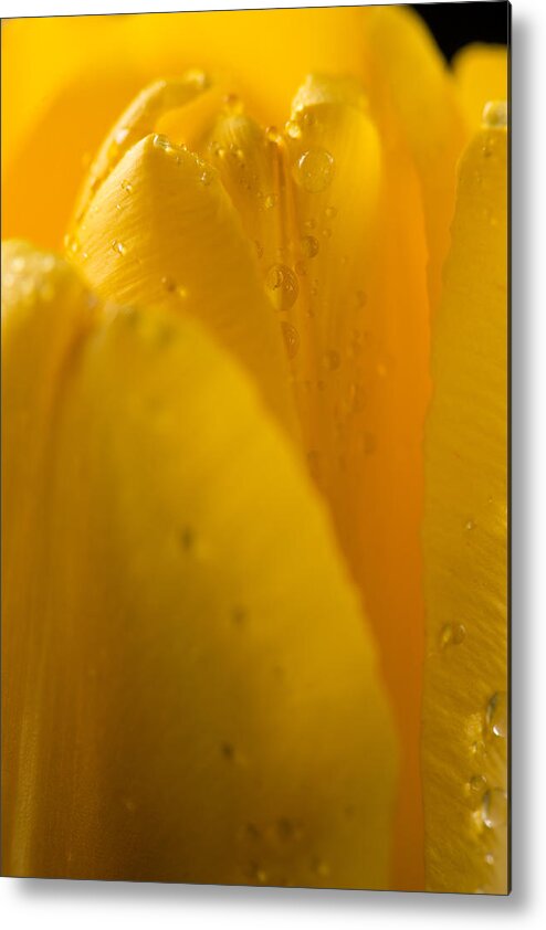 Yellow Metal Print featuring the photograph Yellow Tulip by Steve Gadomski