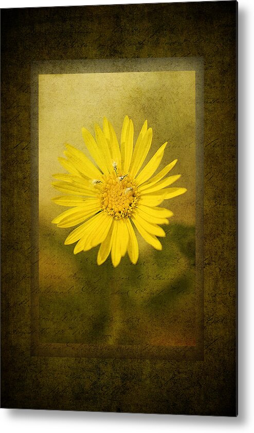 Photomorphis Metal Print featuring the photograph Yellow Wildflower by Melinda Dreyer