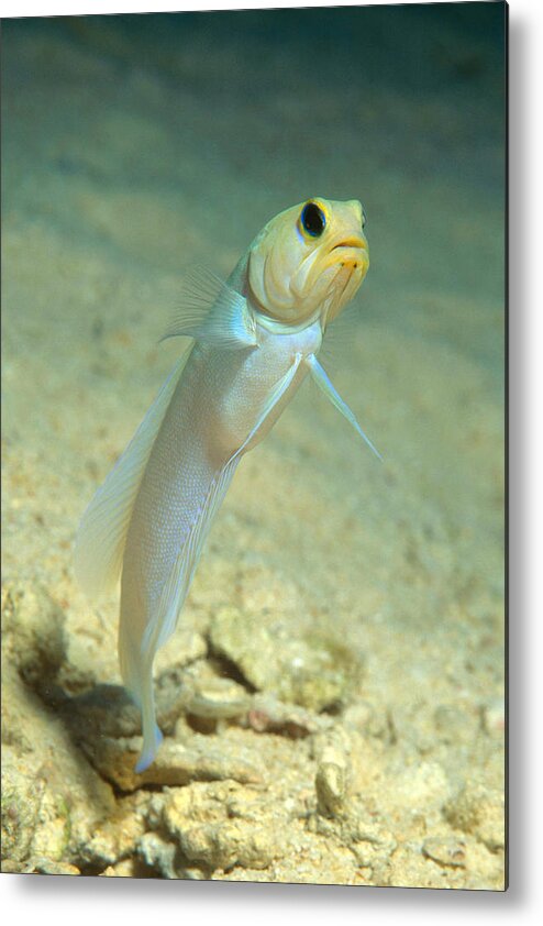 Yellowhead Jawfish Metal Print featuring the photograph Yellowhead Jawfish by Andrew J. Martinez