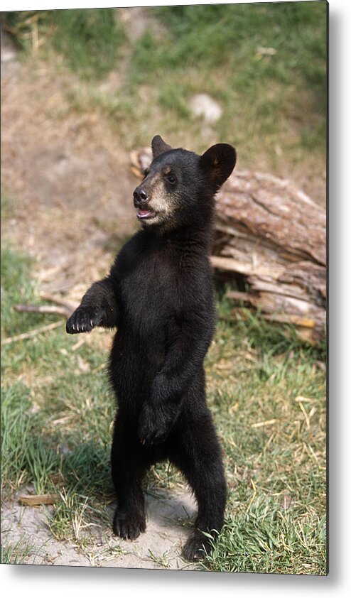 Small Metal Print featuring the photograph Young Black Bear Cub Standing Upright by Doug Lindstrand