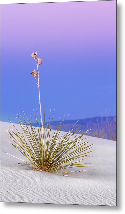 Yucca Metal Print featuring the photograph Yucca Pink and Blue by Kristal Kraft