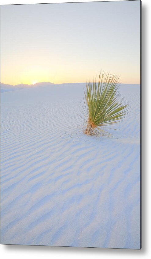 White Sands Metal Print featuring the photograph Yucca Plant at White Sands by Alan Vance Ley