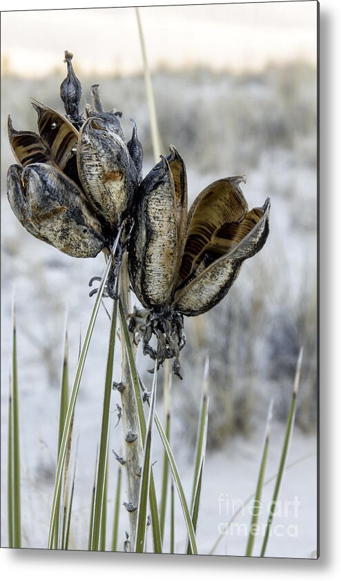 Yucca Metal Print featuring the digital art Yucca Seed Pods by Georgianne Giese