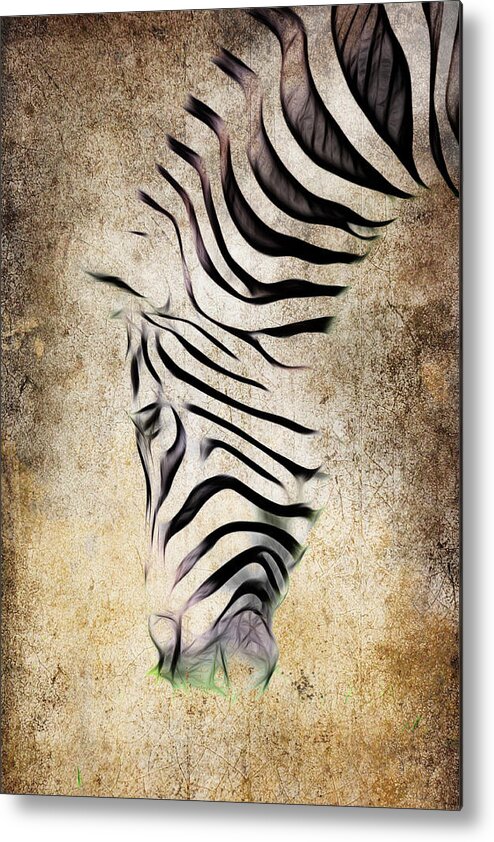 Zebra Metal Print featuring the photograph Zebra Fade by Steve McKinzie